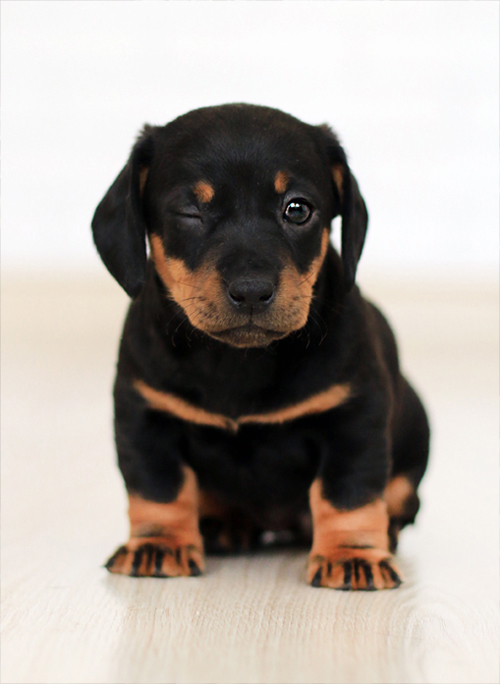 Neodređeni Članovi